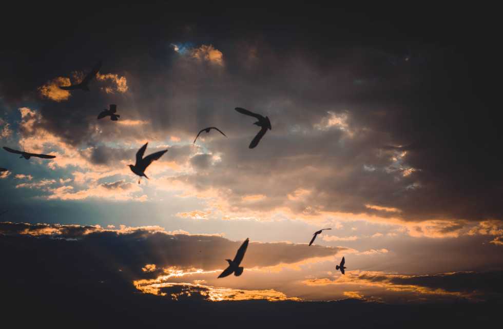 Everything You Need To Know About Migrating Your Ecommerce Store to Shopify