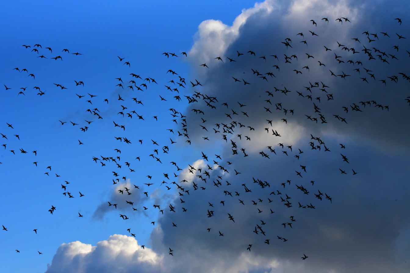 Site migration